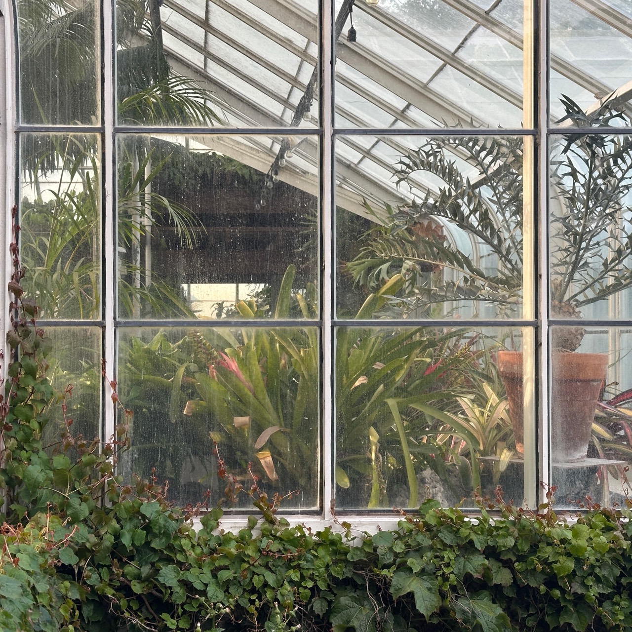 Greenhouse plants seen through a weathered glass window.